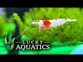 Unboxing PRL Caridina Shrimp & Moss from Lucky Aquatics