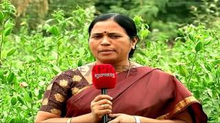 Cultivation of kasturi benda - Medicinal and Aeromatic plant - Express TV