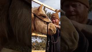 My first time gentling a horse #horses #shorts #offgridliving #frugaloffgrid #horse #horselover