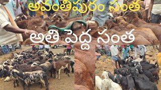 Avanthipuram Marketing అవంతిపురం సంతలో మేకలు గొర్రెలు గొర్రె పోతులు వాటి రేట్లు చూపిస్తున్నాము