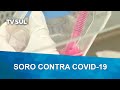 Soro de cavalo contra Covid-19 está perto de ser testado em seres humanos