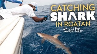 Catching A Caribbean Reef Shark | Salt Life