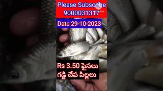 Rs 3.50 పైసలు గడ్డి చేప పిల్లలు 4 ఇంచ్ పైన 9000031317 #fishseeds #fishfeeding #villagefishing