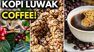 Kopi Luwak: The World’s Most Expensive (and Controversial) Coffee!