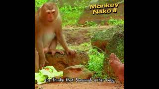 Monkey Mom Tries To Adopt A Human Bonded Baby Monkey   Heart Touching Moment