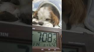 この時間にネムネムしちゃう可愛いキャバリア(A cute cavalier who is already sleeping at this time)