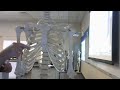 msjc sternum and ribs thoracic cage anatomy practical exam study guide