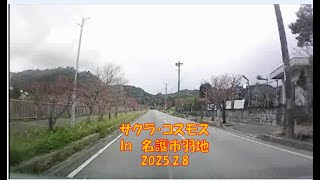 サクラ・コスモス　in　名護市羽地　　2025 2 8