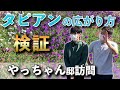 タピアンはどれくらい広がったのか？趣味の園芸やっちゃんねるさんに聞いてみた！【検証】