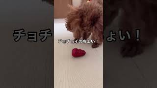 コングで時間稼ぎできないわけ#shorts#犬 #ペット