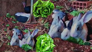🔴 لأول مرة أنعطي الخص🍀 الأرانب🐇 ولسوء الحض لم يوفقني الله في زراعة الغازو💐