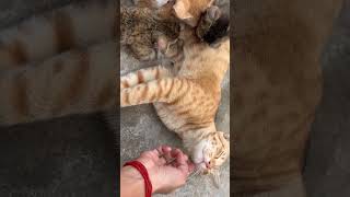 शिकारी बिल्ला #cat #comedyvideos #funnyvideos #funny #comedy