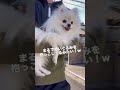 散歩拒否犬の末路がこちらです…w shorts take a walk with a dog 【ポメラニアン】