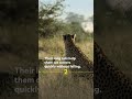 Cheetah fast facts #cheetah #natgeowild #shorts