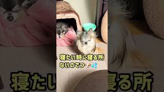 【残念な多頭飼いの日常】こんなところで寝ます？#shorts#チワワ #チワワ多頭飼い