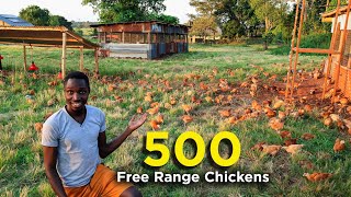 Free Ranging 500 Chickens! - First Day Outside!