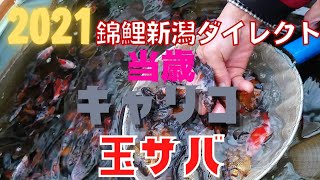 【金魚らいふ】大注目！！彩り豊か！2021当歳キャリコ玉サバfrom錦鯉新潟ダイレクト！！