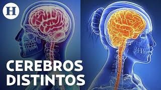 ¿Cerebro de hombres y mujeres es idéntico? Estudio de IA revela que no, se organizan diferente