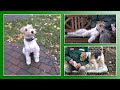 Hundevermittlung - November/Dezember 2021 (Tierheim Hannover TV)