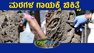 ನೋಡಿ | ಗ್ರೀನ್‌ ಟಾಕ್‌-9 Green Talk-9: ಮರಗಳ ಗಾಯಕ್ಕೆ ಚಿಕಿತ್ಸೆ