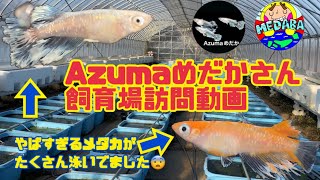 【メダカ】Azumaめだかさん飼育場訪問動画！やっぱり凄いメダカがいっぱいでした！