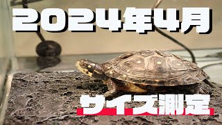 【キボシイシガメ】サイズ測定＆飼育環境の変更