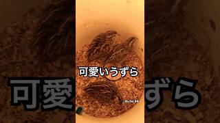 可愛いうずら#mypetdn #funny #cute #うずらの卵 #うずら #うずらちゃん #quails #quail #quaileggs #shorts #animals