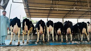 🛑Live🛑Gurwinder Dairy Farm || Call-73551-00093