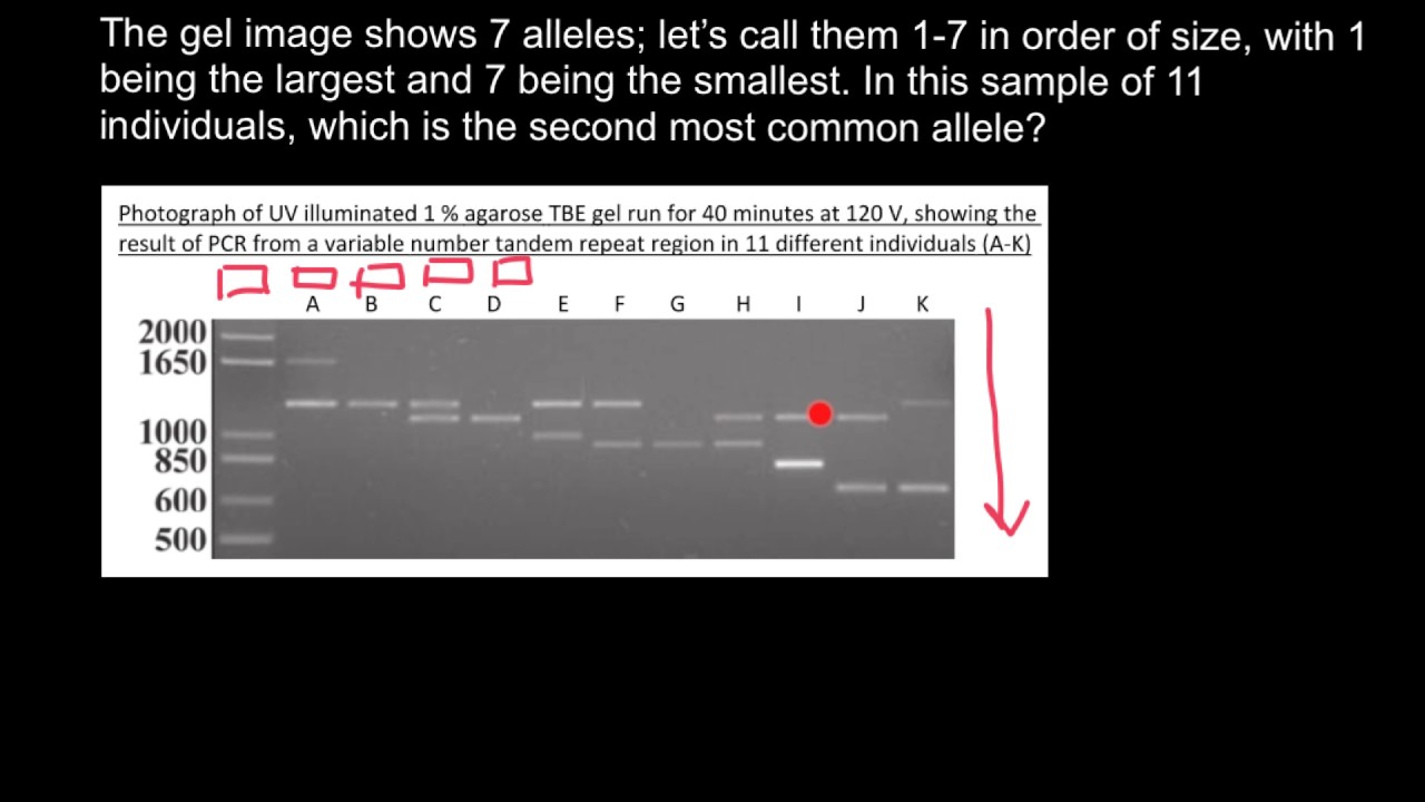 How To Understand Gel Electrophoresis Results 1 - YouTube