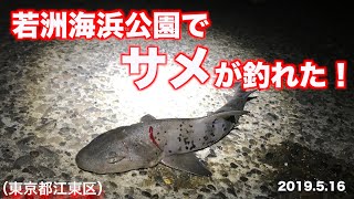 【若洲海浜公園で釣り】釣り初心者がサメを釣った動画！周りはイシモチ爆釣！《2019年5月16日》釣り初心者が東京湾奥を進撃する！