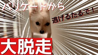 【ポメラニアン】【脱走】バリケードから脱走を試みる我が家の犬【ショートムービー】