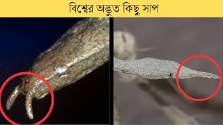 ৫টি অদ্ভুত সাপের রহস্যময় তত্ত্ব||5 Strange Snake Mysteries