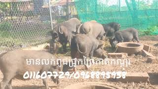 ជ្រូកព្រៃកាត់កណ្ដុរសុខភាពល្អណាស់ងាយស្រួលចិញ្ចឹមធុញនឹងជំងឺ 04/12/2023