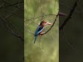 Alert white throated kingfisher bird. #SHORTS