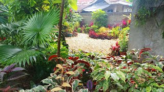 MY SECRET BORACAY HOUSE GARDEN/CUTTING PLANTS TO BE COME PARADISE