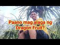 Paano mag alaga ng Dragon Fruit?