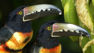 Collared Araçari in Guatemala