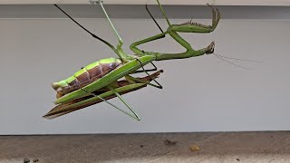 왕사마귀의 위험한 짝짓기 Chinese Mantis's Risky mating