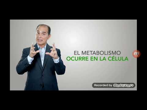 Básico Del Metabolismo 1 - YouTube