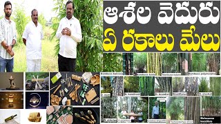 Bamboo farming guidance| 97403 66368| వెదురుసాగు పూర్తి సమాచారం