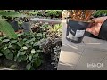 Обзор в цветочном магазине в Германии top plants flowers nature garden