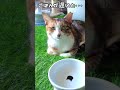 火の玉ストレート猫パンチ