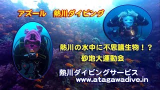 2017/9/16アズール 熱川ダイビング　熱川カジカキ根に不思議生物！？and砂地大運動会