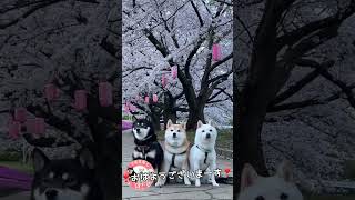 【おはようございまーす】三色豆柴の朝散歩　#柴犬 #豆柴 #おはよう #散歩 #桜