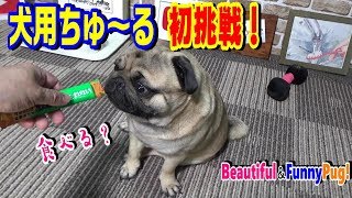 いなばの犬用ちゅ～る　うちのパグもテレビCMのように食い付くか？ 検証してみた（前編）『おまめ日記』《ブサかわパグ動画》