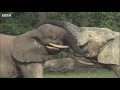 Elephants' Incredible Intelligence | Wild Files with Maddie Moate | BBC Earth