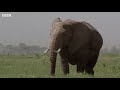 Elephants' Incredible Intelligence | Wild Files with Maddie Moate | BBC Earth