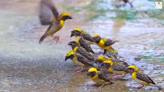 Beautiful Birds Fun in Rain - Cute Animals