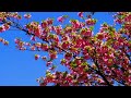 spring in ueno park tokyo 2018 . 上野公園周辺の桜…梅護寺数珠掛桜