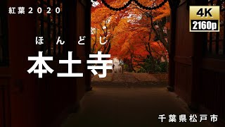 紅葉2020　本土寺　千葉県松戸市